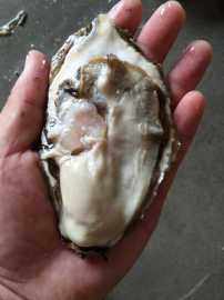威海牡蛎批发 牡蛎货源