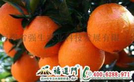福进门柑橘专用肥为你的脐橙增产增质