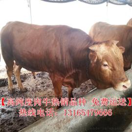供应4-8个月改良鲁西黄牛肉牛犊 安徽阜阳养牛基地