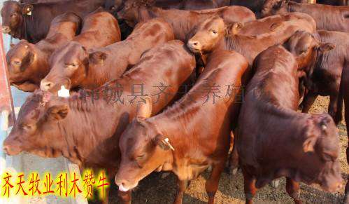 鲁西黄牛是成活率最高的肉牛品种吗