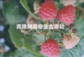 瓶装树莓饮料-封丘县青堆树莓专业合作社