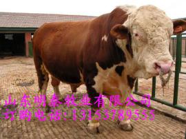嘉祥明泰牧业 利木赞牛肉的营养价值